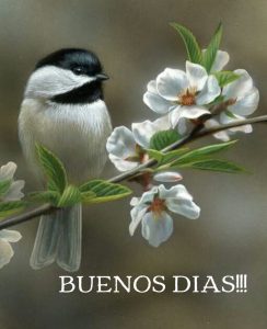 Imagenes Con Mensajes De Buenos Dias Para Mi Amor Para Celular