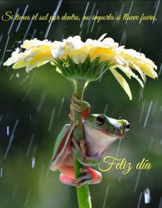 Imagenes D Buenos Dias Para El Amor De Mi Vida