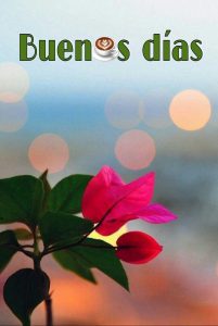 Imagenes De Amor Para Desear Buenos Dias Para Descargar