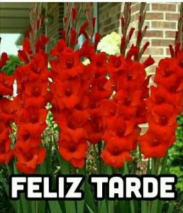 Imagenes De Buenas Tardes En Movimiento Para Whatsapp Celular