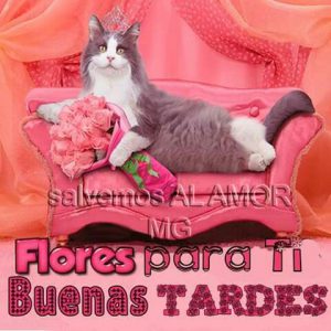 Imágenes de buenas tardes para mi amor para WhatsApp celular