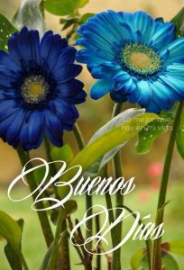 Imagenes De Buenos Dias A Tu Amor Para Whatsapp