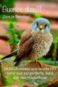 Imagenes De Buenos Dias A Un Amigo Para Celular