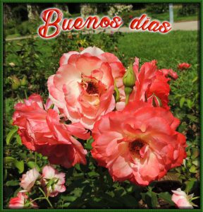 Imagenes De Buenos Dias Amor Con Frases Para Una Amiga