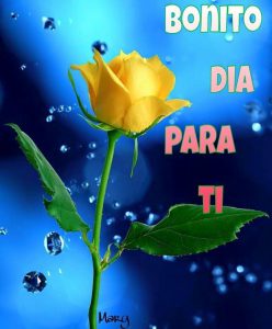 Imagenes De Buenos Dias Bonitas Amor Para Celular