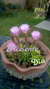 Imágenes de buenos días con mensajes bonitos para celular