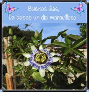 Imagenes De Buenos Dias Con Mensajes De Amor Para Una Amiga