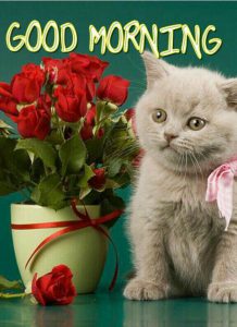 Imagenes De Buenos Dias Con Pensamientos Para Celular