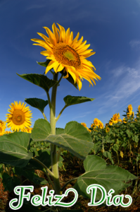 Imagenes De Buenos Dias Mi Corazon