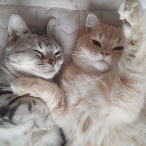 Imagenes De Buenos Dias Para Conquistar Para Celular