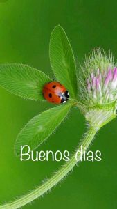 Imagenes De Buenos Dias Para Mujeres Para Descargar