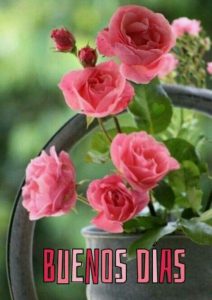 Imagenes De Dar Buenos Dias Para Celular