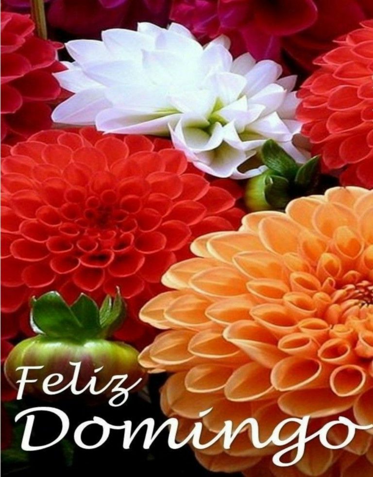Imagenes De Feliz Domingo Para Facebook Para Celular