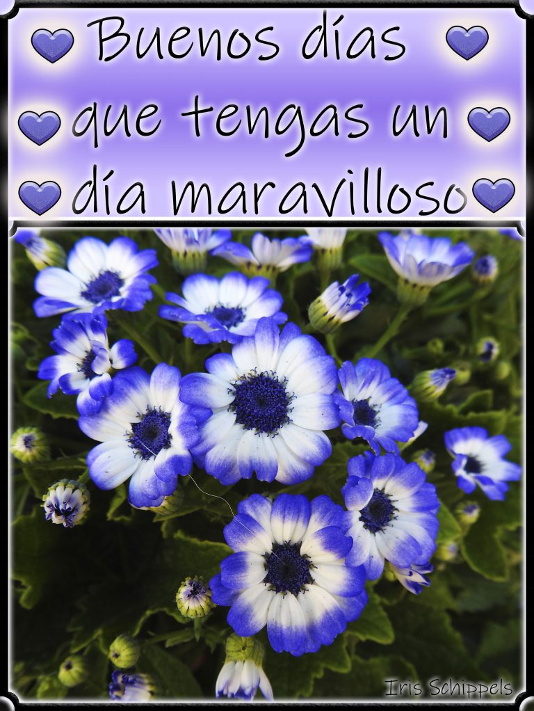 Imagenes De Hola Buenos Dias Mi Amor Para Una Amiga