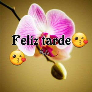 Imagenes De La Tarde Para Facebook Y Whatsapp