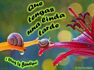 Imagenes De La Tarde Para Whatsapp Celular