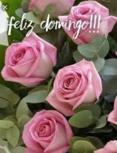 Imagenes Graciosas Del Dia Domingo Para Celular