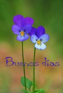 Imagenes Hermosas De Buenos Dias Mi Amor Para Celular