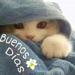 Imagenes Muy Buenos Dias Hoy