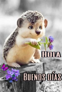 Imagenes Para Decir Buenos Dias Mi Amor Para Descargar