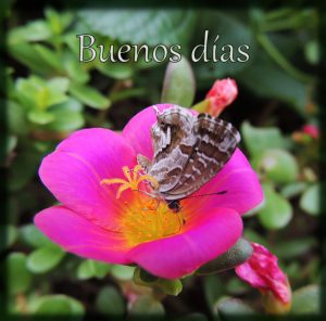 Imagenes Para Desear Los Buenos Dias Para Una Amiga