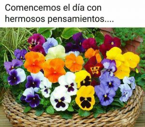 Imagenes Que Digan Buenos Dias