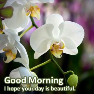 Imagenes Tiernas De Buenos Dias Amor Para Whatsapp