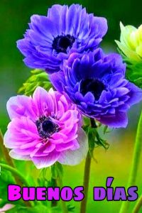 Imajenes Con Frases De Buenos Dias Para Descargar