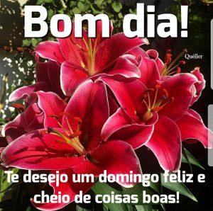Imágenes de feliz domingo amigos para celular