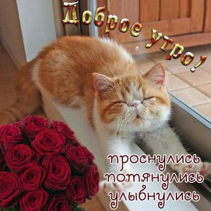 Las Mejores Palabras De Buenos Dias Para Celular