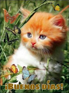 Lindas Imagenes De Buenos Dias Amor Para Descargar