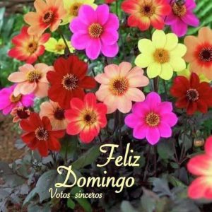 Lindo Domingo Para Todos Para Celular