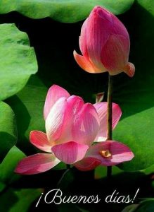 Los Buenos Dias A Mi Amor Para Celular