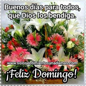 Los Domingos Frases Para Celular