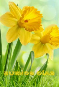 Mensaje De Amor Buenos Dias Para Celular