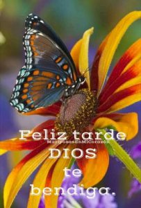 Mensajes Bonitos De Buenas Tardes Para Celular Para Facebook Y Whatsapp