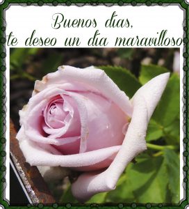 Mensajes Bonitos Para Dar Los Buenos Dias Para Mi Amor