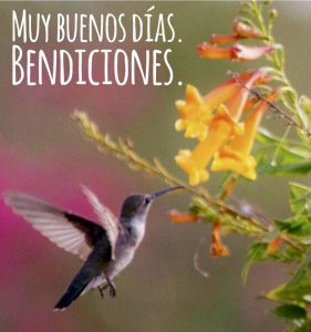 Mensajes D Buenos Dias Amor Para Celular