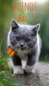 Mensajes De Buenos Dias Bonitos Para Una Amiga