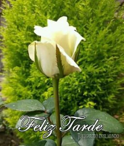 Mensajes hermosos de buenas tardes para WhatsApp celular