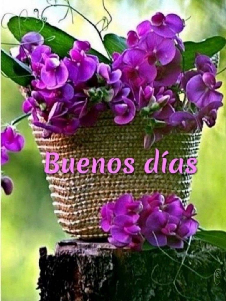 Mensajes Lindos De Buenos Dias Para Enamorar Para Mi Amor