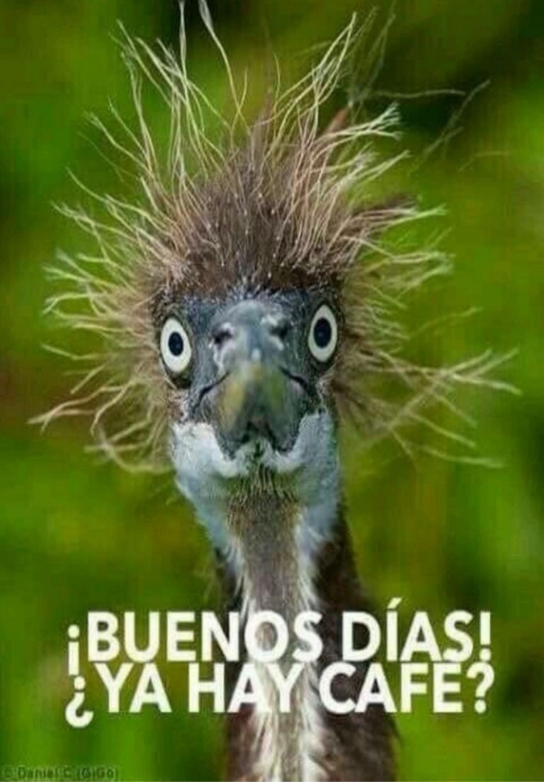 Mensajes Lindos De Buenos Dias Para Mi Amor Para Celular