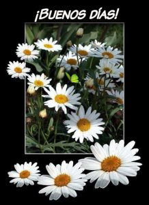 Mensajes Romanticos De Buenos Dias Para Mi Amor Para Una Amiga