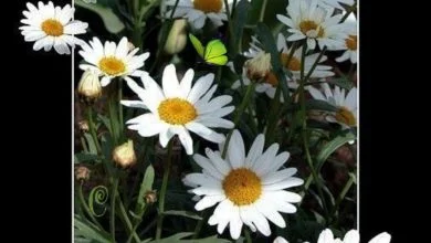 Photo of Mensajes Romanticos De Buenos Dias Para Mi Amor Para Una Amiga