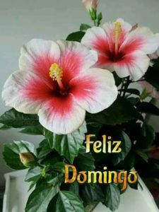 Musica Feliz Domingo Para Celular