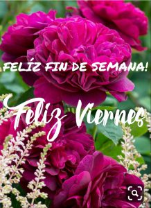 Nuevos Mensajes De Buenos Dias Para Celular