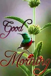 Pensamientos De Buenos Dias Para Whatsapp