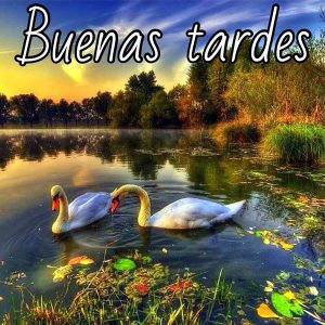 Postales Buenas Tardes Para Whatsapp Celular