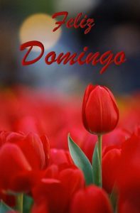 Postales Cristianas De Feliz Domingo Para Celular