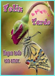 Que Tengas Buenas Tardes Para Facebook Y Whatsapp